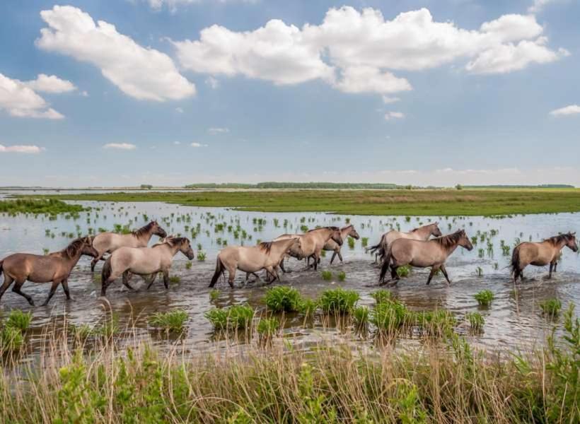 De Lauwersmeer Vogel Mit Eingezaeuntem Garten Anjum Bagian luar foto