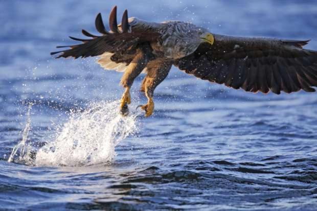 De Lauwersmeer Vogel Mit Eingezaeuntem Garten Anjum Bagian luar foto