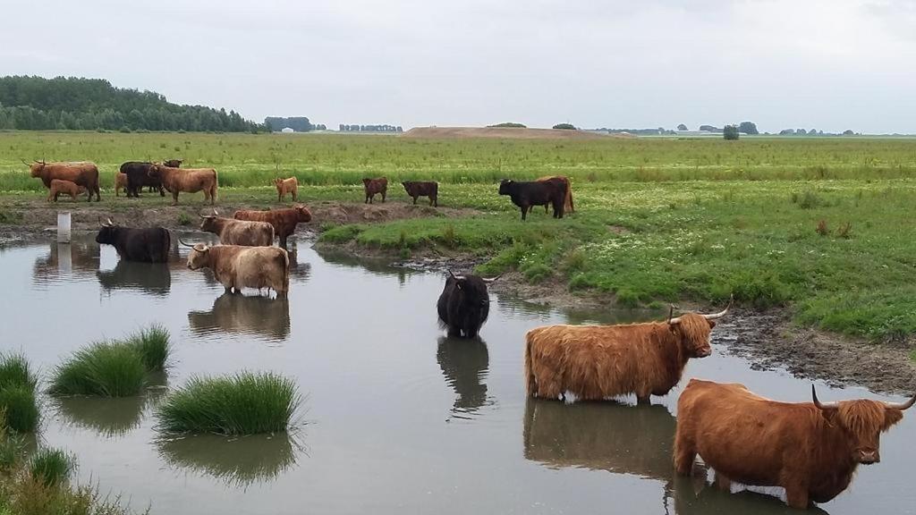 De Lauwersmeer Vogel Mit Eingezaeuntem Garten Anjum Bagian luar foto